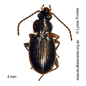 Trechobembix baldiensis