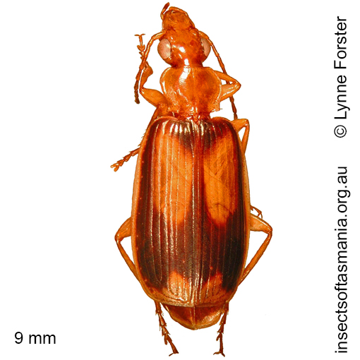 Species image