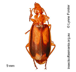 Trigonothops pacifica