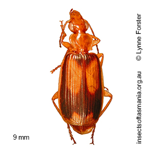 Trigonothops pacifica