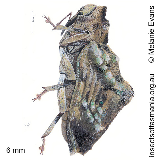 Species image