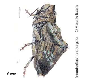 Tychreus camelus