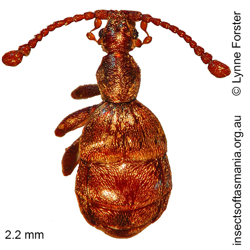 Species image