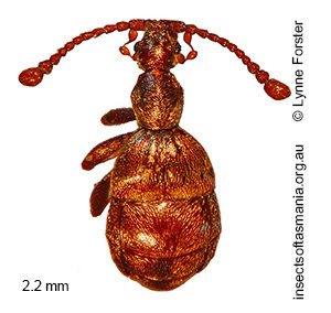 Tyrogetus TFIC sp 01