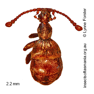 Tyrogetus TFIC sp 01