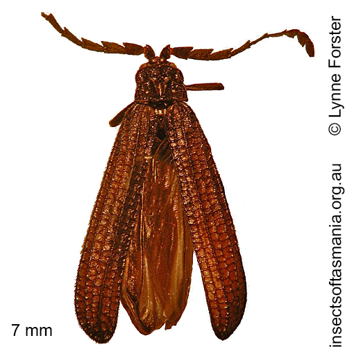 Species image