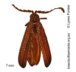 Xylobanus insignipennis