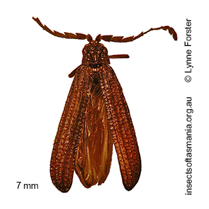 Xylobanus insignipennis