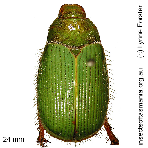 Species image
