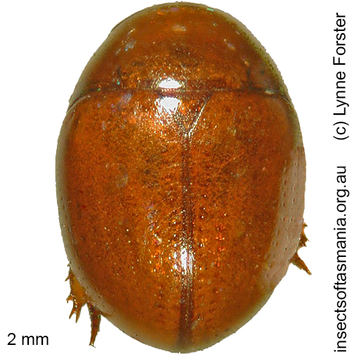 Species image