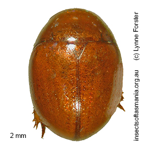 Zeadolopus TFIC sp 02