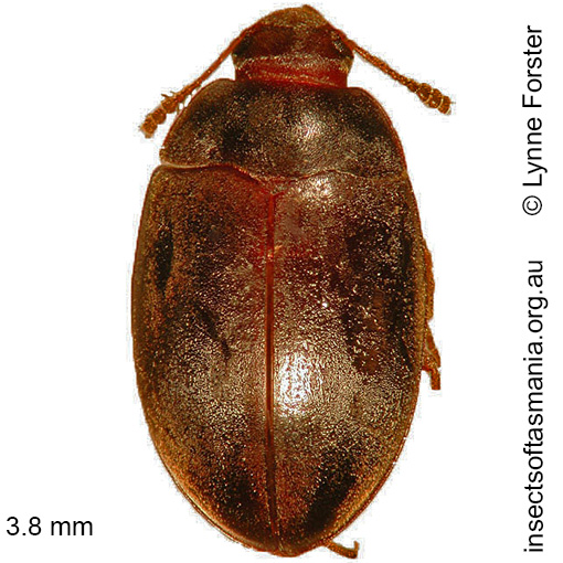 Species image