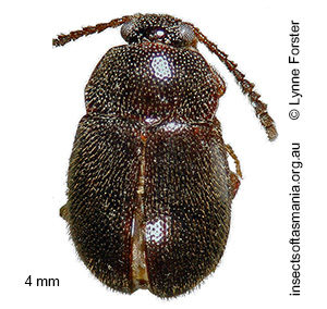 Eublackburniella kireitshuki