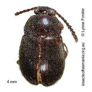 Eublackburniella kireitshuki