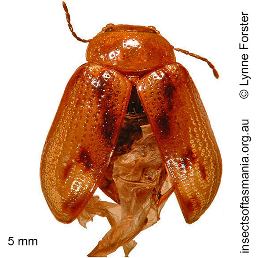 Species image