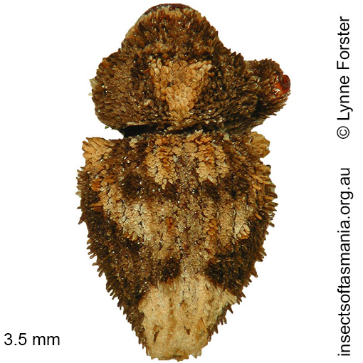 Species image