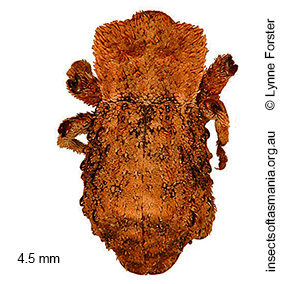Exithius cariosus