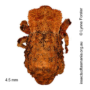 Exithius cariosus
