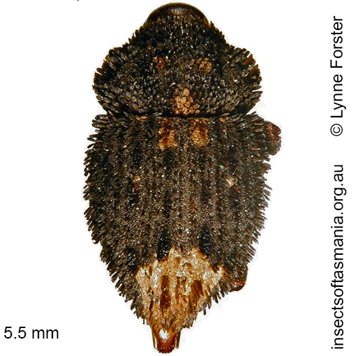 Species image