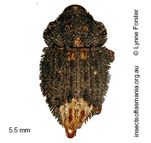 Exithius loculiferus