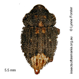 Exithius loculiferus