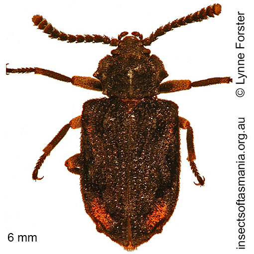 Species image