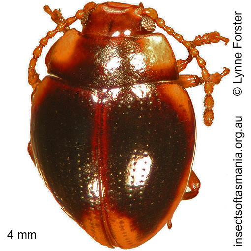Species image