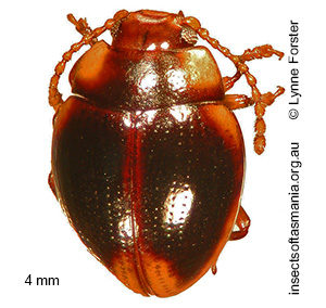 Geomela bryophaga