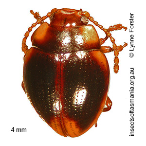 Geomela bryophaga
