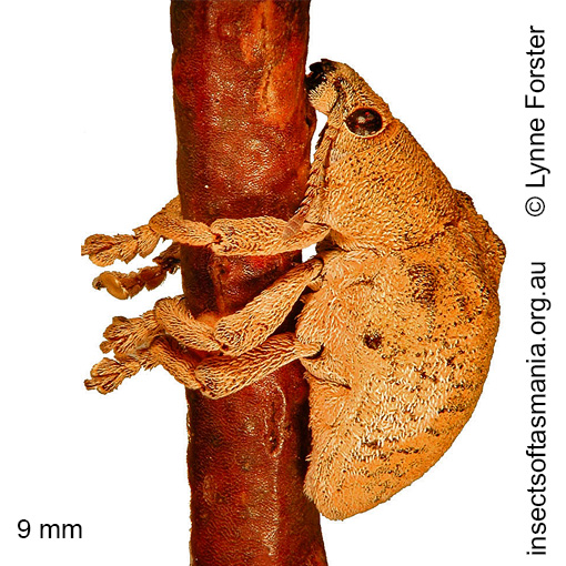 Species image