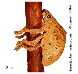 Gonipterus scutellatus