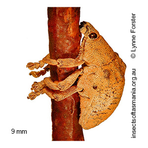 Gonipterus scutellatus