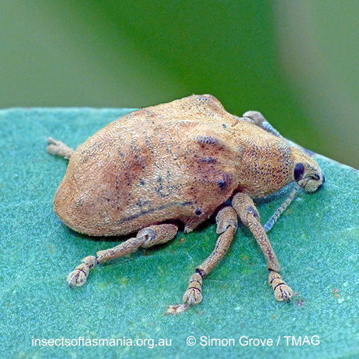 Species image