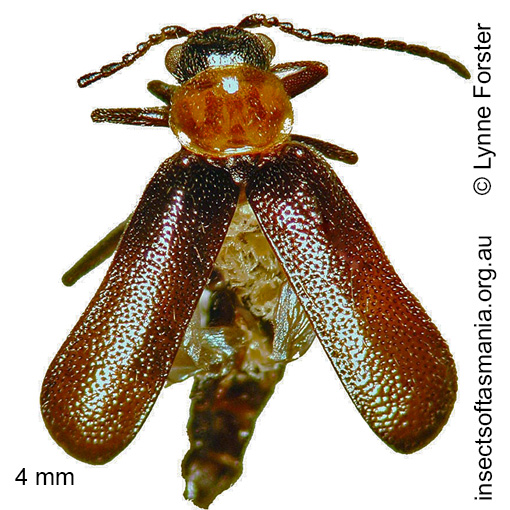 Species image