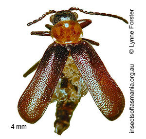 Helcogaster TFIC sp 03