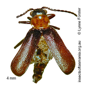 Helcogaster TFIC sp 03