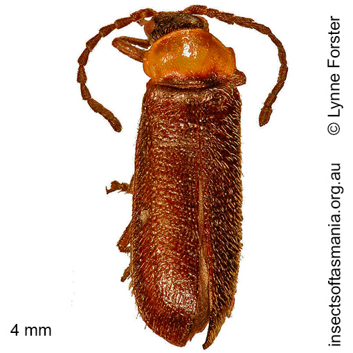 Species image