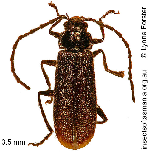 Species image
