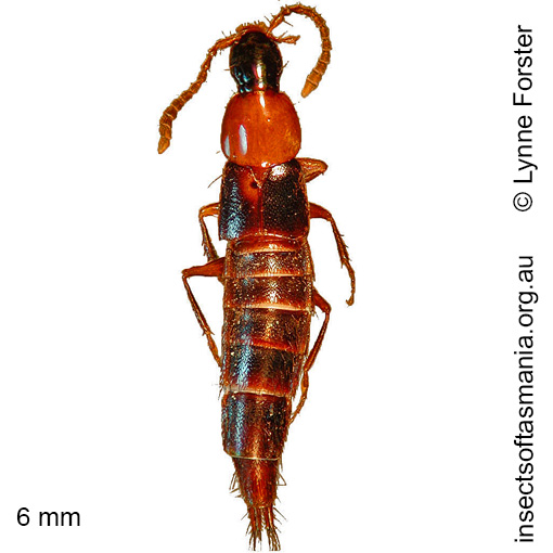 Species image