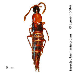 Heterothops TFIC sp 03
