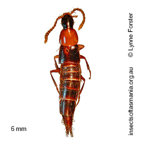 Heterothops TFIC sp 03