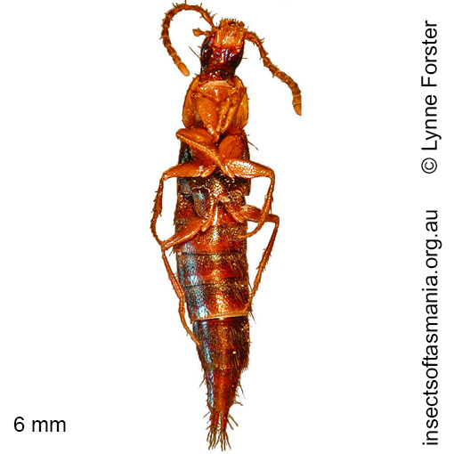 Species image