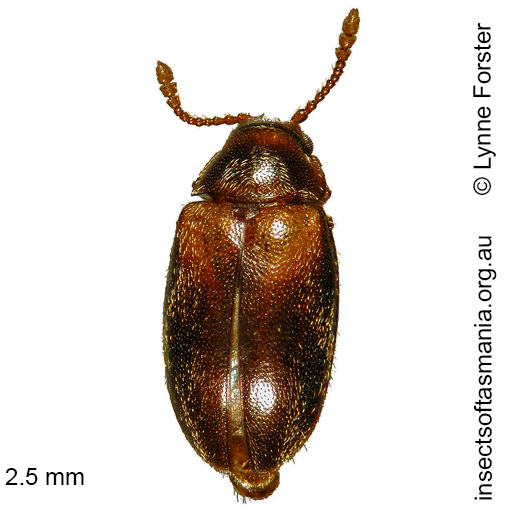 Hobartius eucalypti