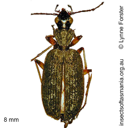 Species image