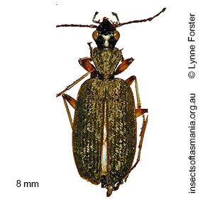 Homethes elegans
