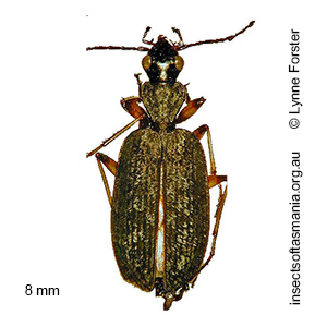 Homethes elegans