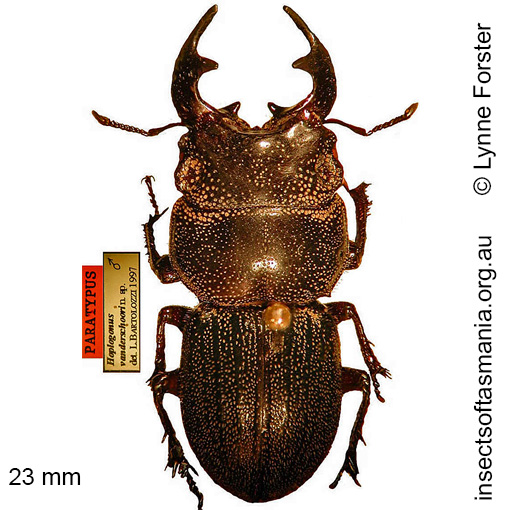 Species image