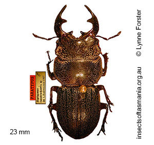 Hoplogonus vanderschoori