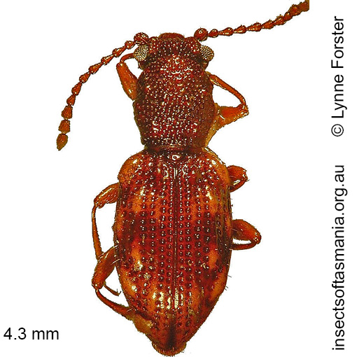 Species image