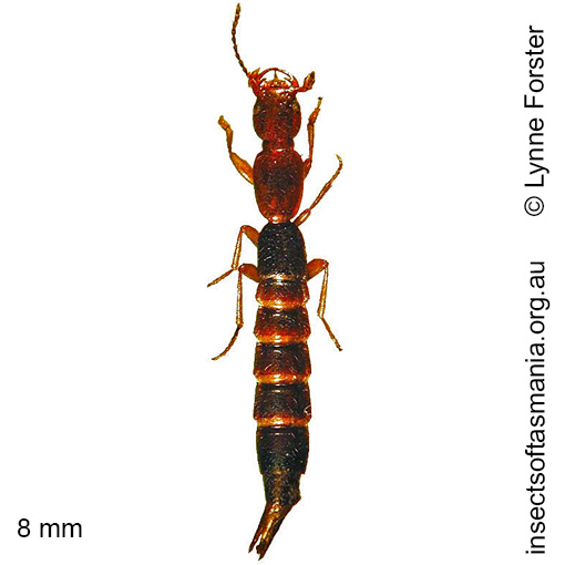 Species image
